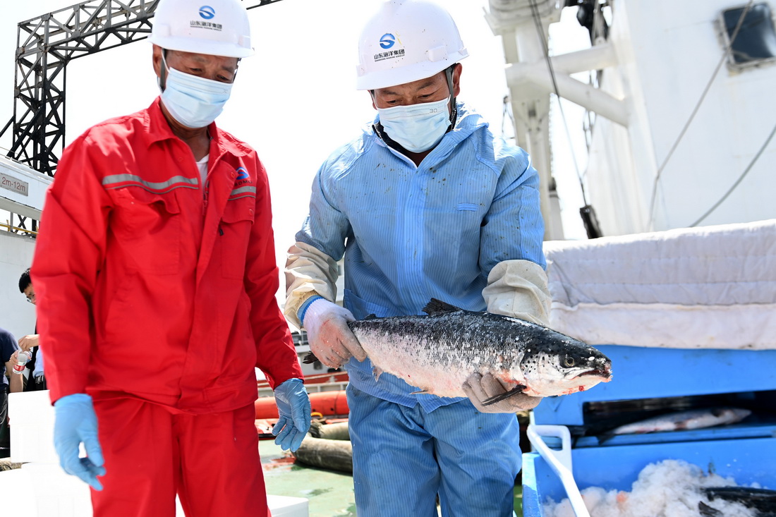 6月8日，養殖工船上的工作人員在擺放收獲的大西洋鲑。新華社發（俞方平 攝）
