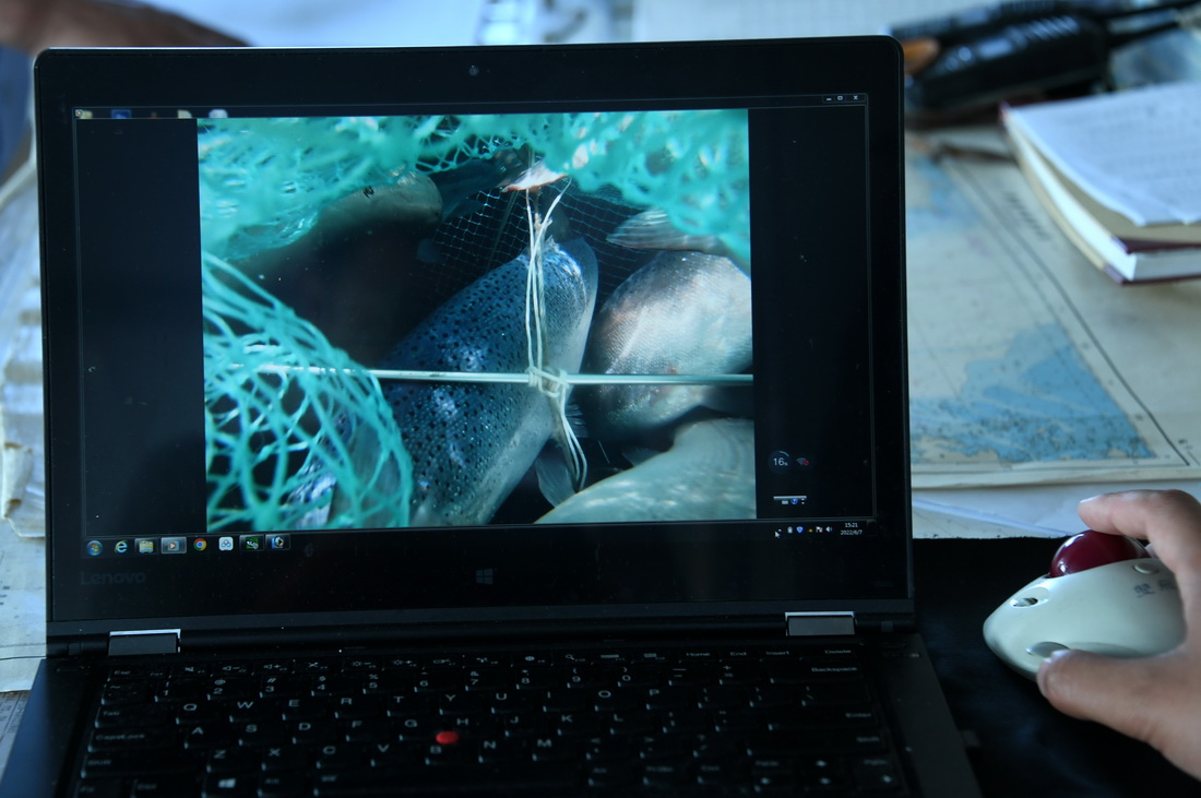 工作人員在播放“深藍1號”網箱水下收魚畫面，收魚採用吸泵捕魚方式，通過管道將魚吸上養殖工船（6月7日攝）。新華社記者 李紫恆 攝