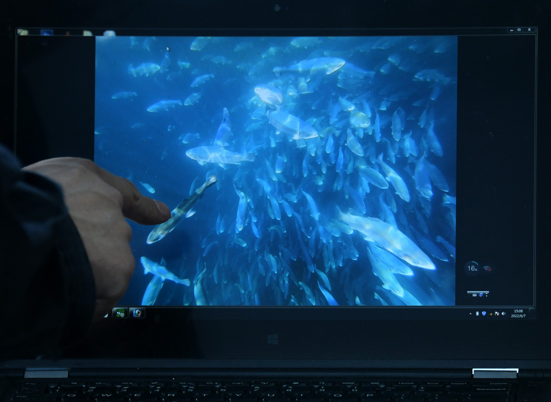 工作人員在播放“深藍1號”網箱水下畫面，網箱中大概有10萬尾左右的大西洋鲑（6月7日攝）。