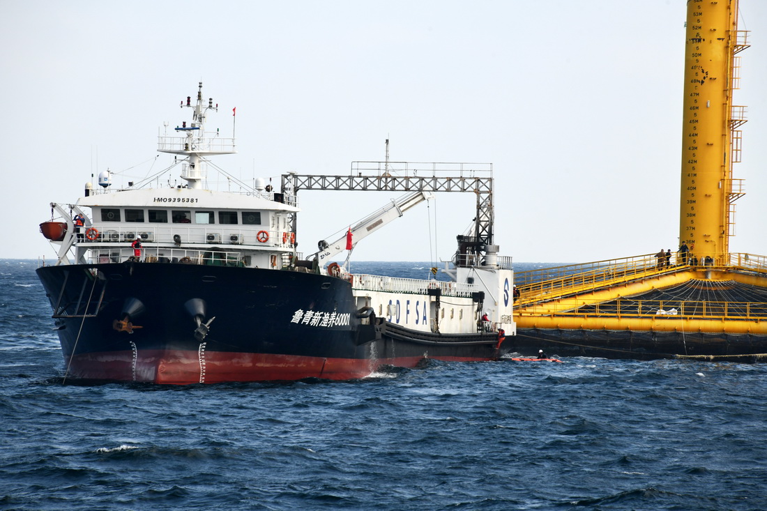 在青島國家深遠海綠色養殖試驗區，養殖工船在“深藍1號”網箱旁進行收魚作業（6月7日攝）。新華社記者 李紫恆 攝