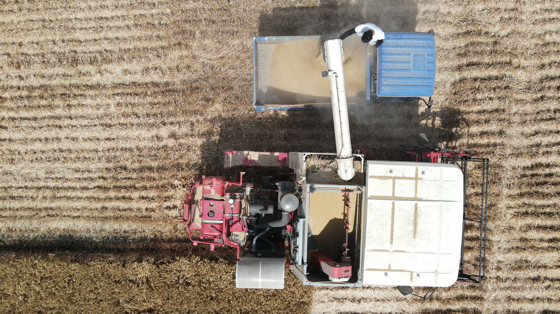 6月7日，在安徽省亳州市渦陽縣店集鎮宋來寶農作物種植專業合作社，收割機在麥田中收割小麥（無人機照片）。新華社記者 張端 攝