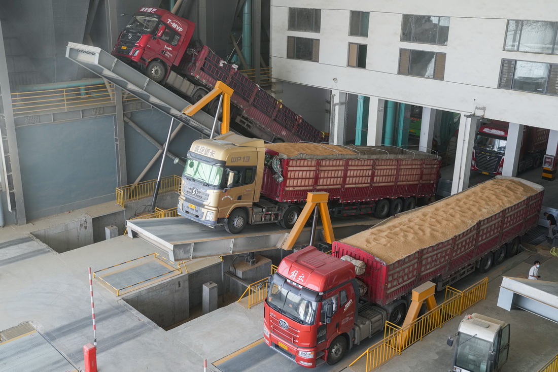 6月7日，在安徽金沙河面業有限責任公司，小麥運輸車輛進行卸貨。新華社記者 杜宇 攝