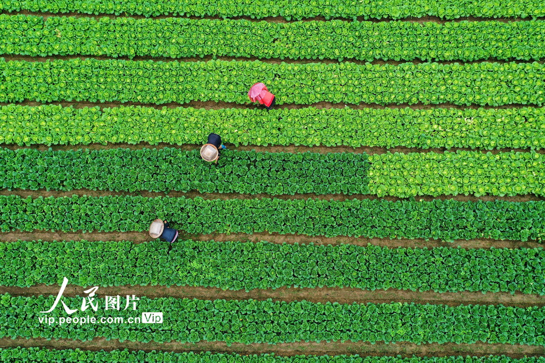 2022年6月11日，村民在贵州省黔南布依族苗族自治州福泉市陆坪镇罗坳村蔬菜基地里除草。 