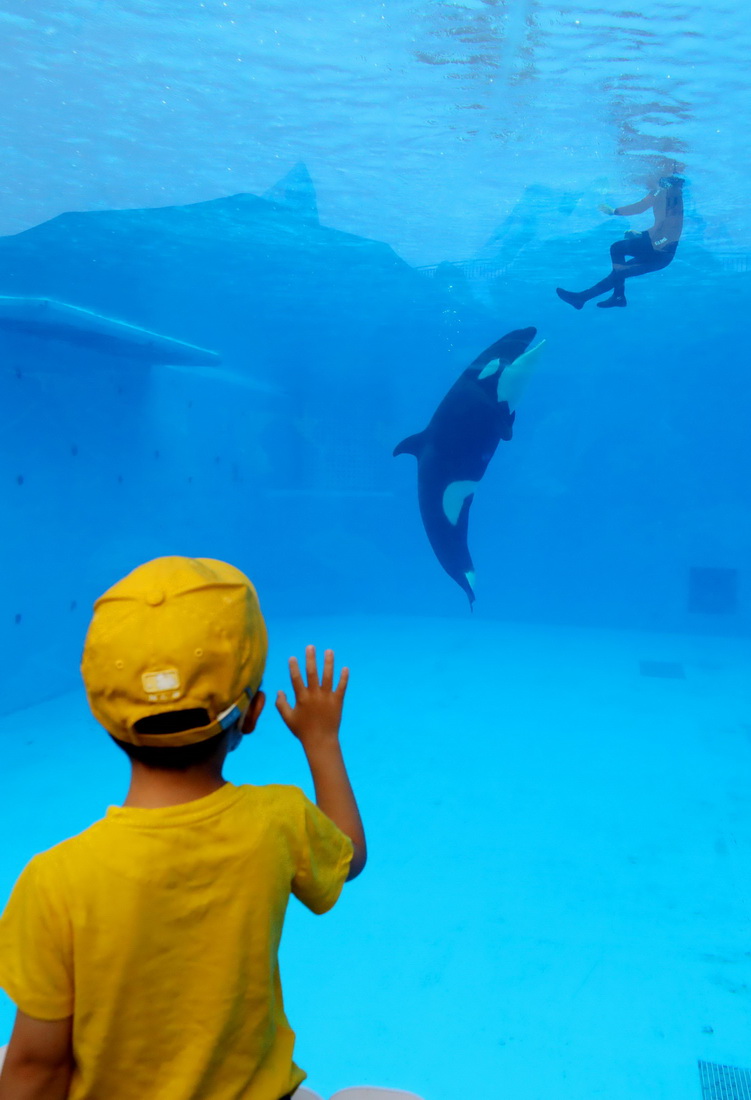 6月12日，一位小朋友在观看水中游动的小虎鲸。
