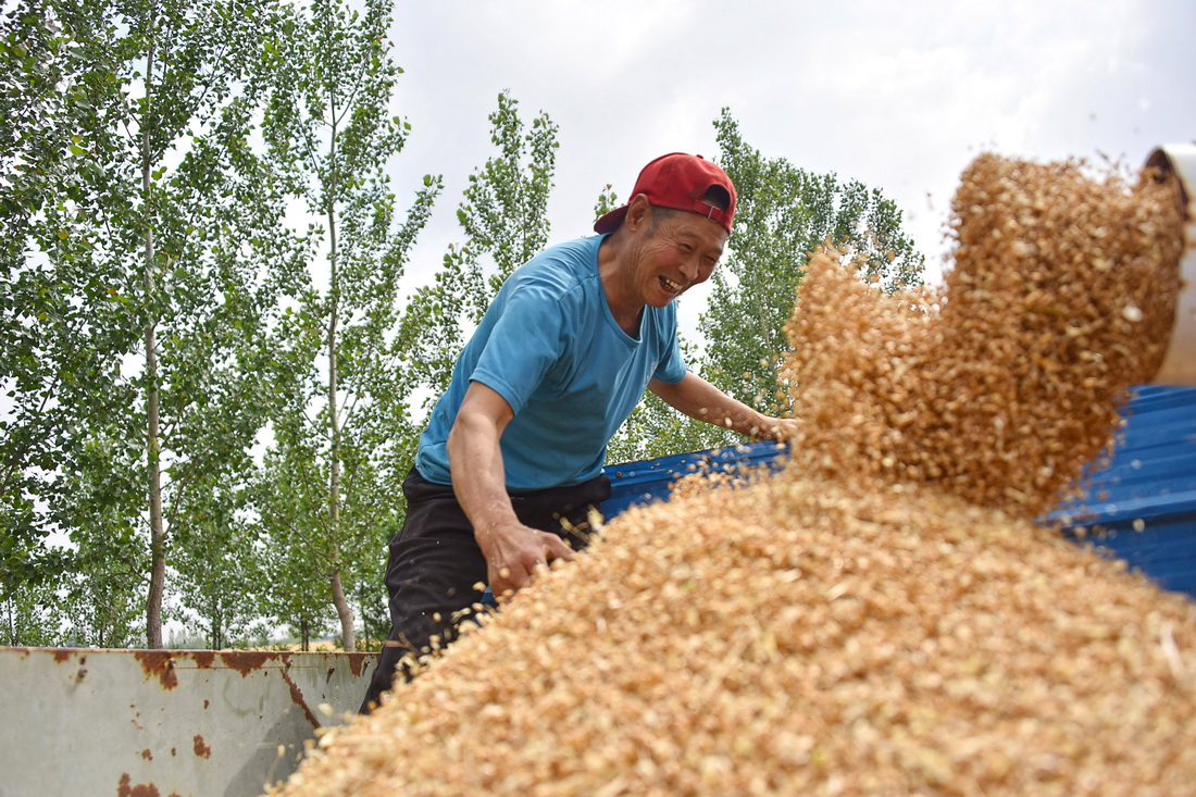 6月11日，山東省高密市醴泉街道蔡家站村村民正在收獲小麥。新華社發（李海濤 攝）