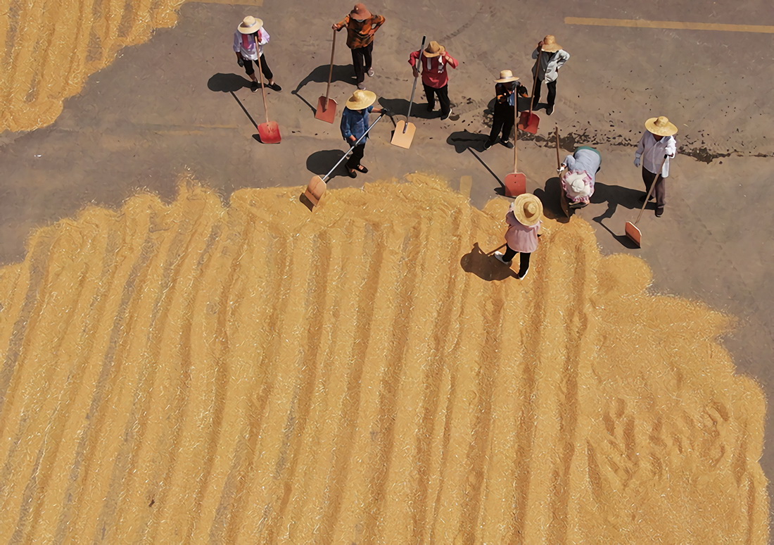 6月11日，在山東省臨沂市平邑縣一家種業基地，翻晒小麥的農民在休息（無人機照片）。新華社發（武紀全 攝）