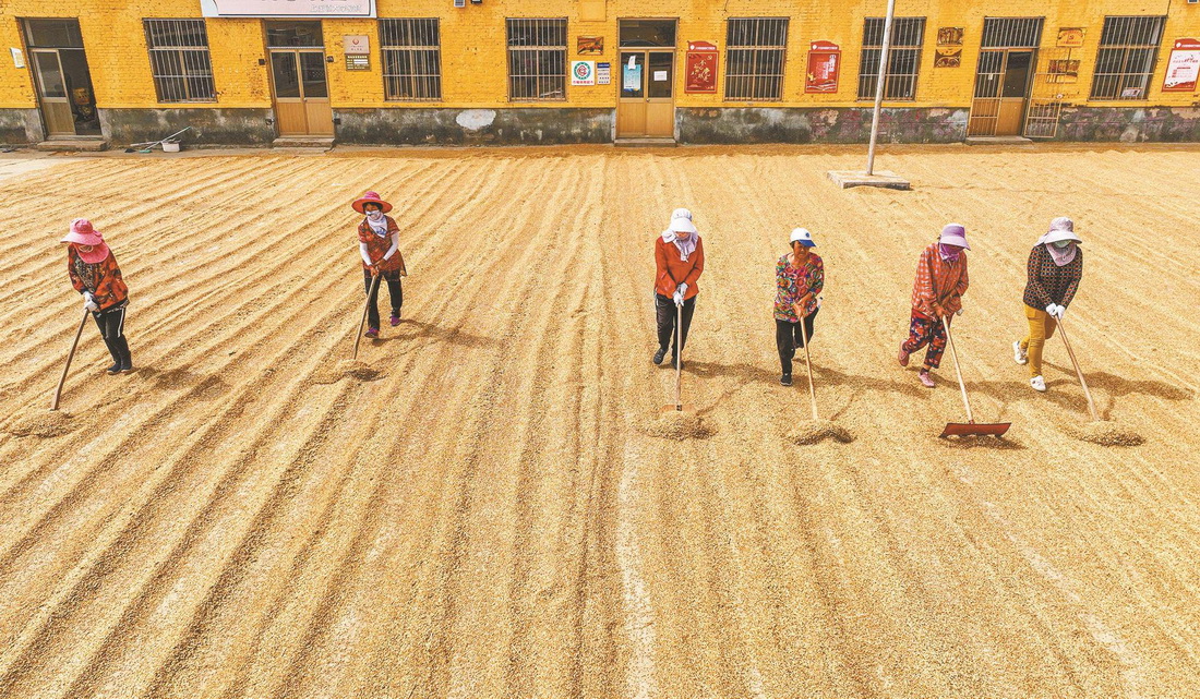 6月13日，在山東省榮成市上庄鎮大李家村晾晒場，村民們在晾晒小麥（無人機照片）。新華社發（李信君 攝）