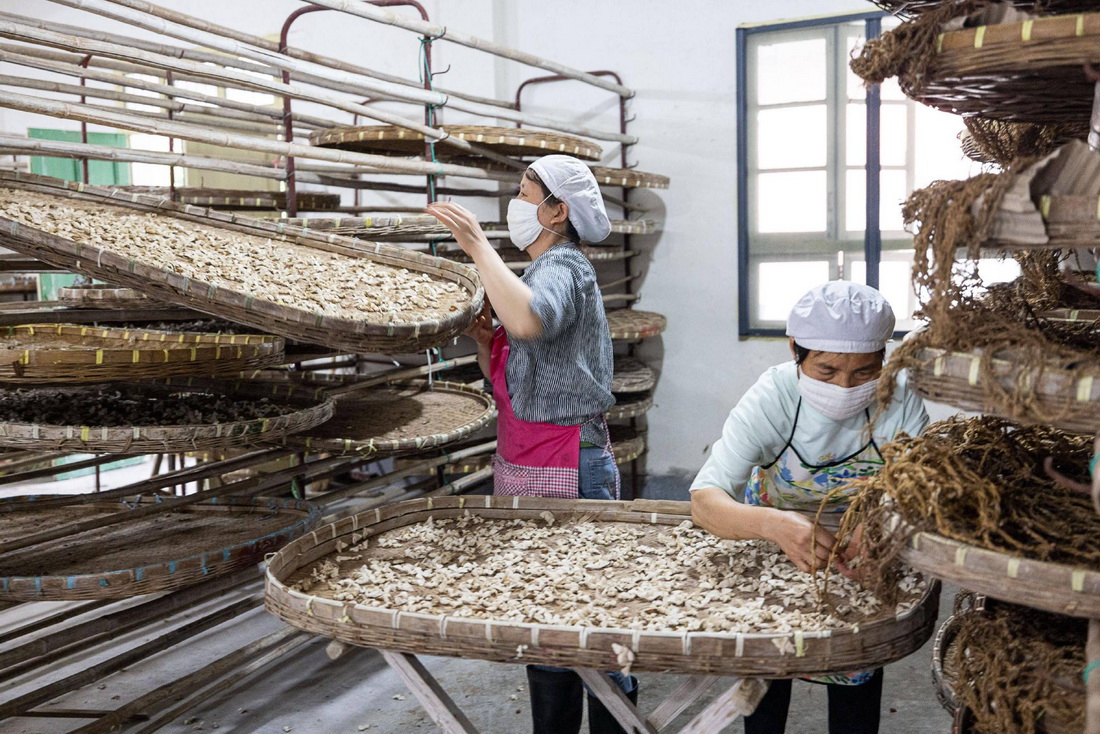 6月13日，在浙江省湖州市德清縣洛舍鎮東衡村的蠶種基地，蠶農配對成年的蛾子。