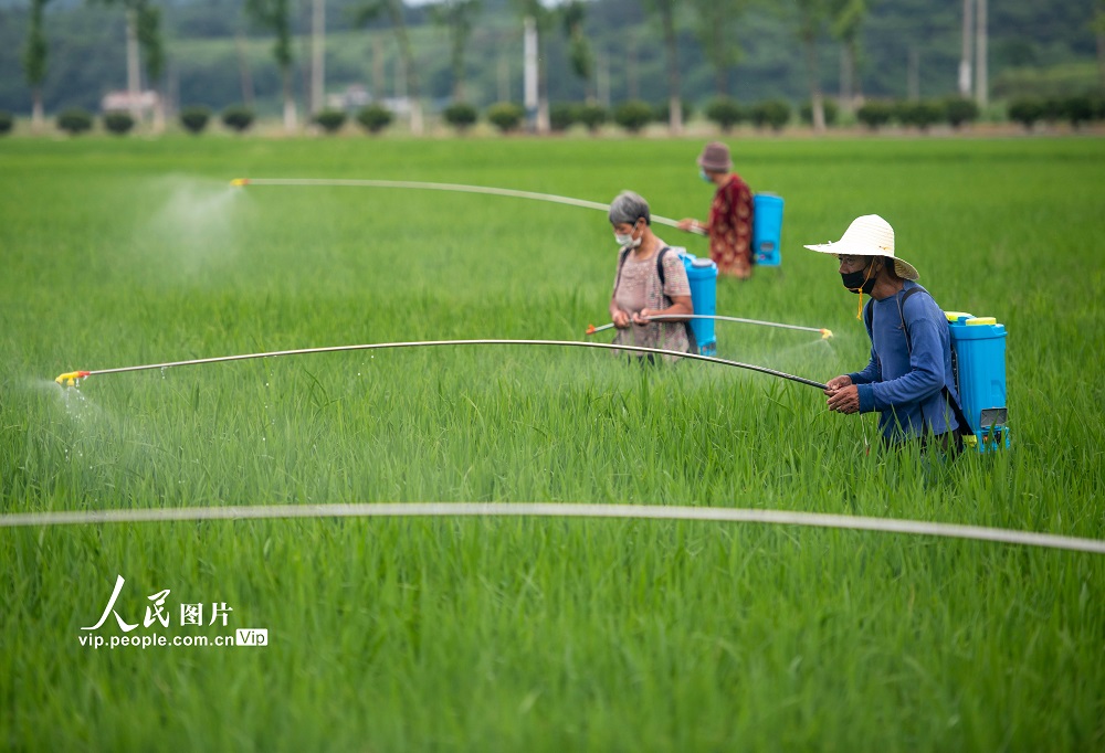 2022年6月14日，湖南省永州市道縣營江街道崗下村，農民在對水稻進行病虫害防治。