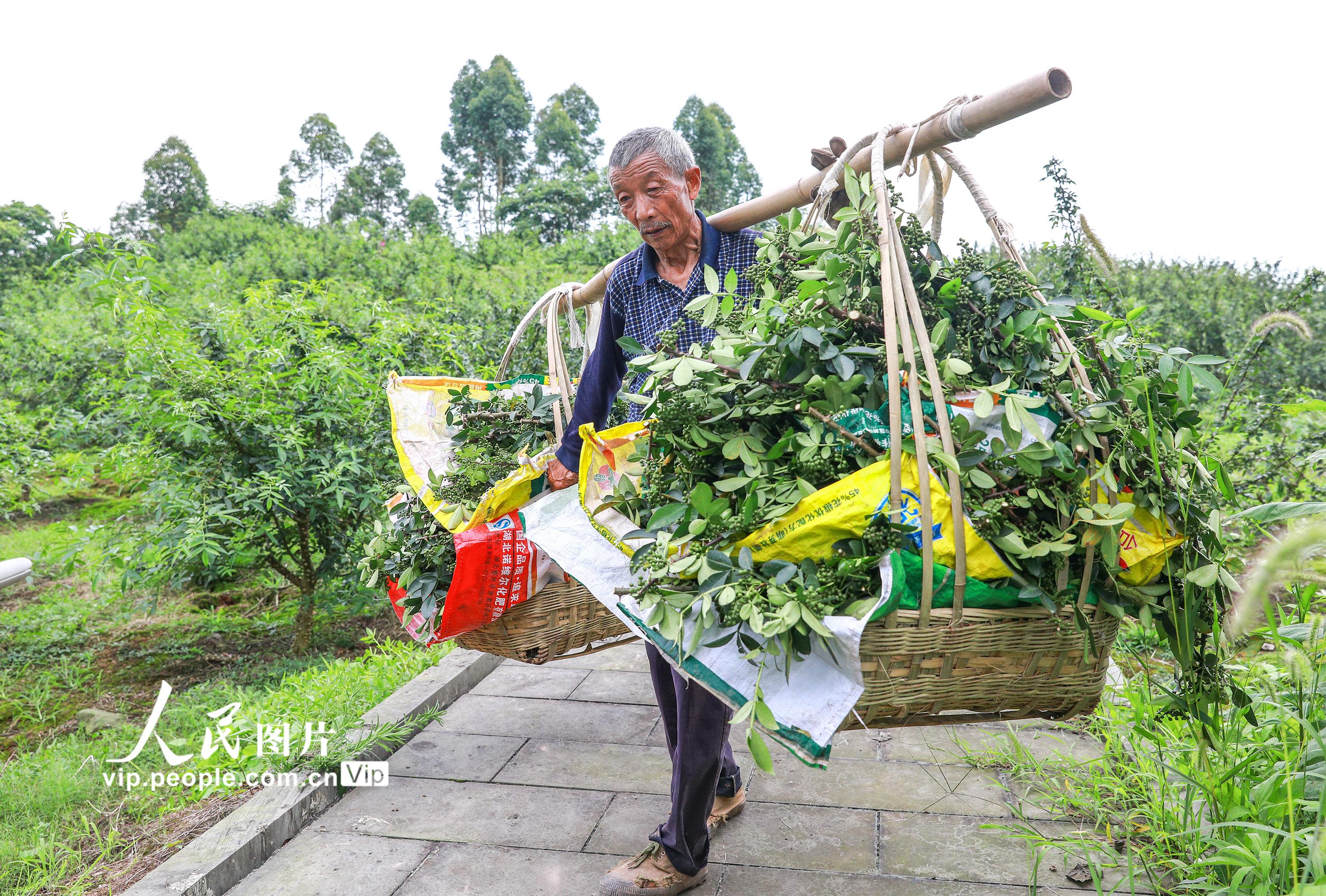 6月14日，四川省泸州市合江县白鹿镇江合村村民在花椒现代农业园内挑运刚刚采摘的青花椒。