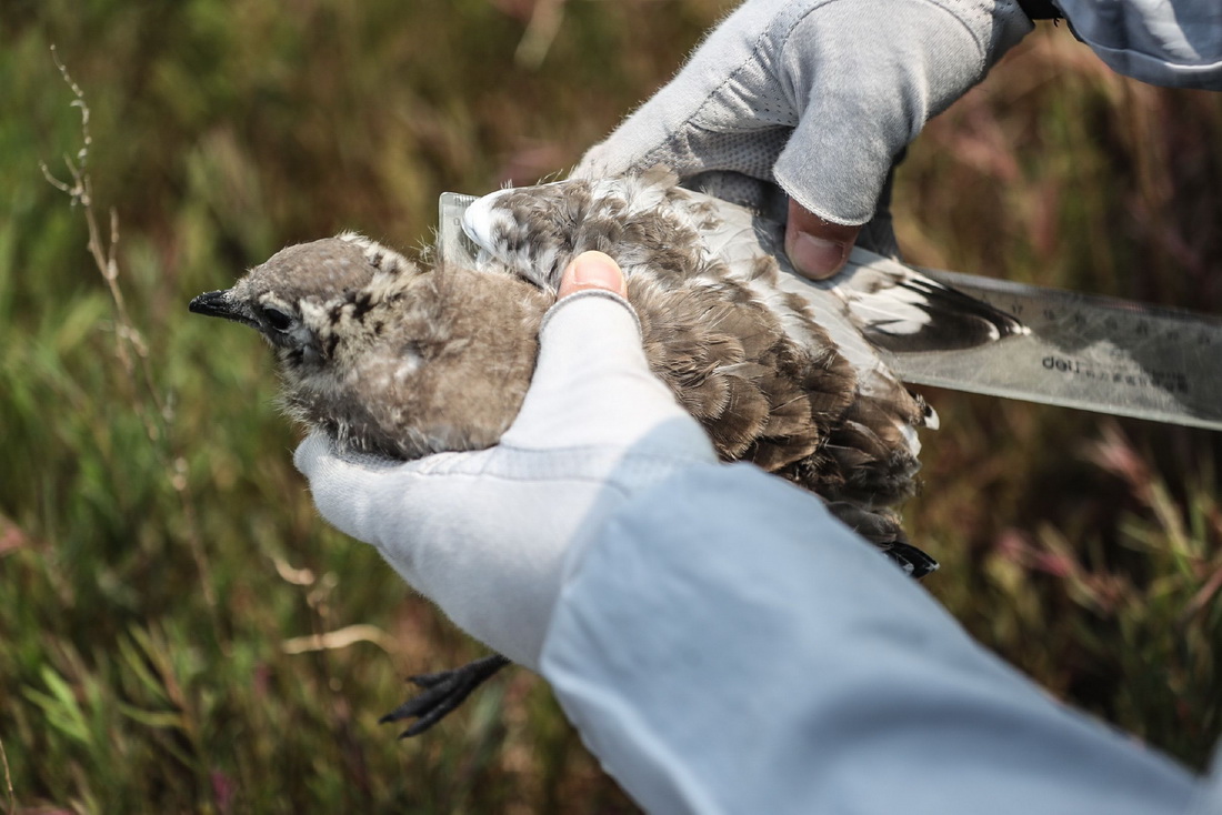 6月17日，工作人员在辽河口国家级自然保护区南小河保护站附近的湿地对黑嘴鸥雏鸟进行测量。