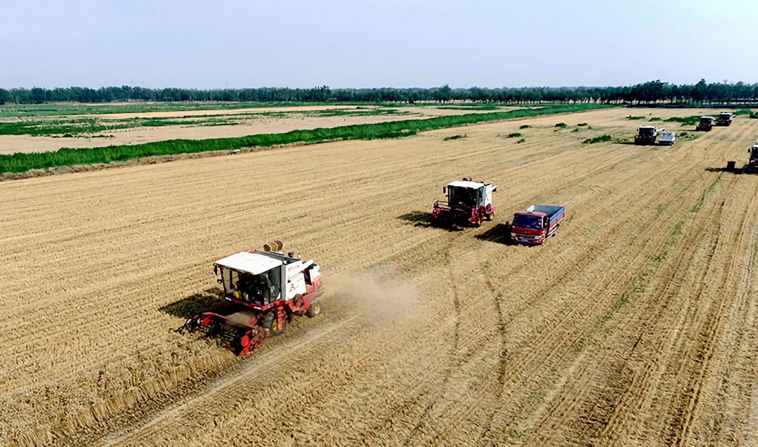 6月16日，在山东省东营市东营区牛庄镇金丰家庭农场的麦田里，收割机在收割小麦。新华社发（刘智峰 摄）