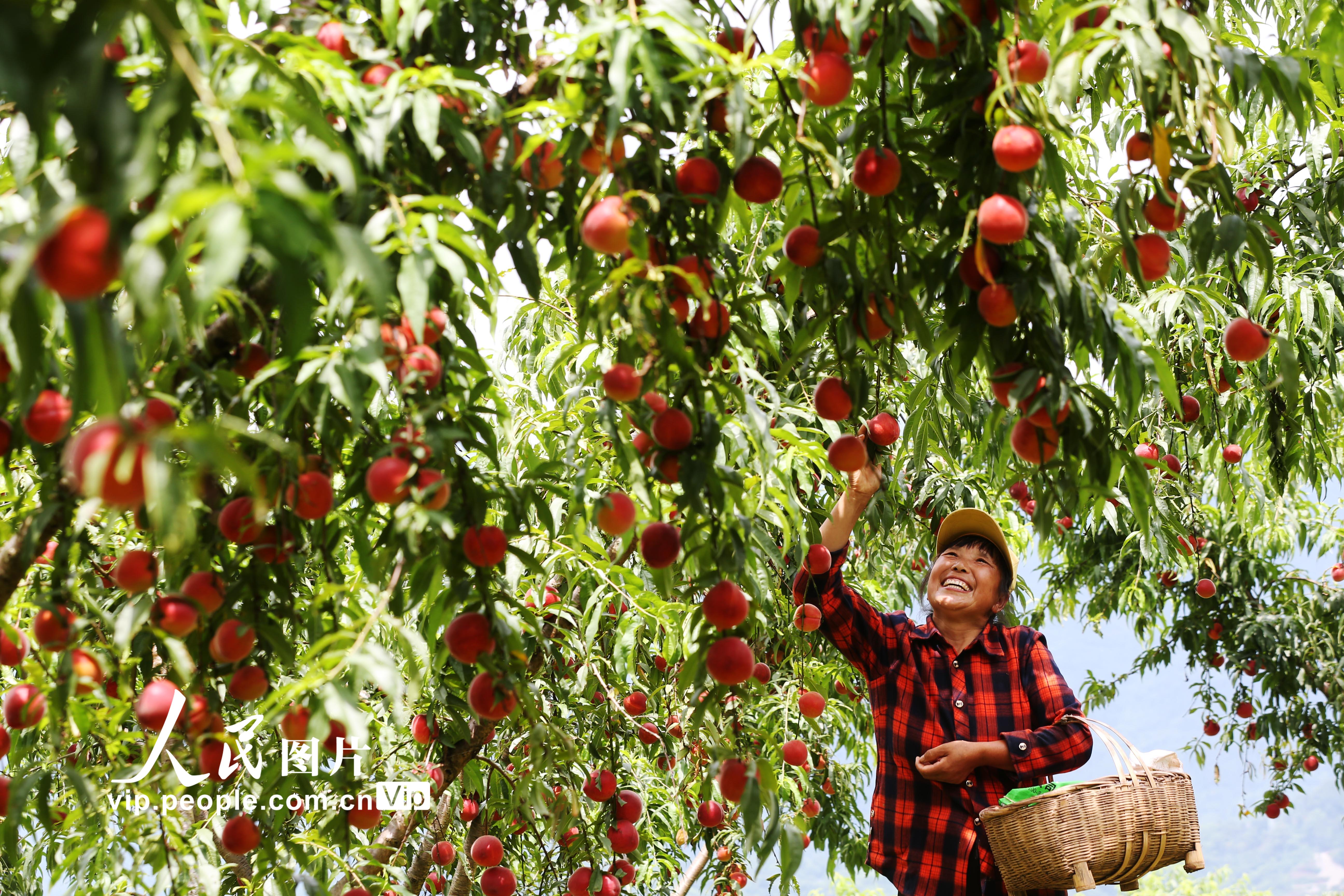 2022年6月20日，在重庆市黔江区濯水镇乌杨社区黄桃基地，村民在采摘黄桃。