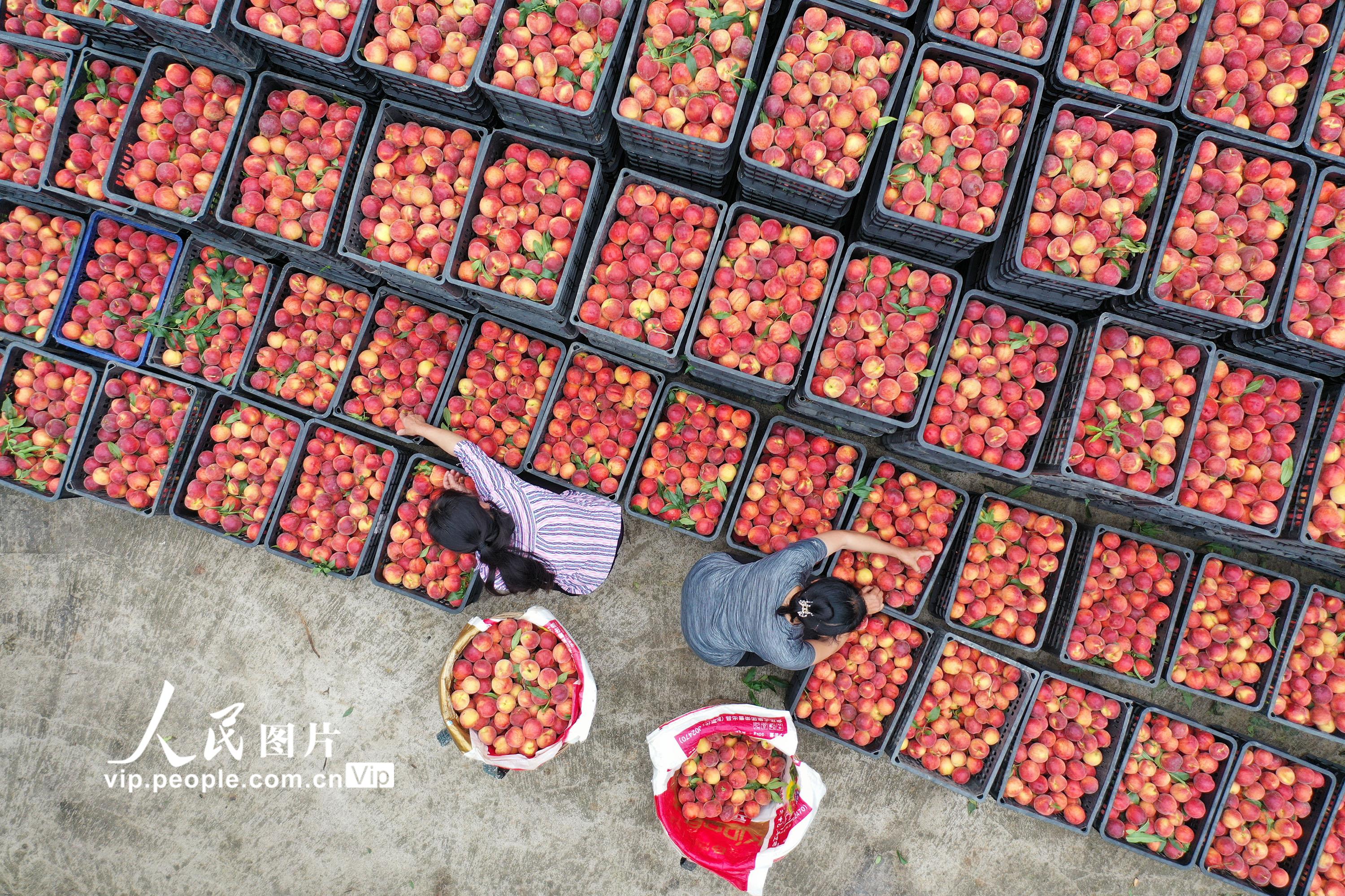 2022年6月20日，在重庆市黔江区濯水镇乌杨社区黄桃基地，村民在分拣外销的黄桃。