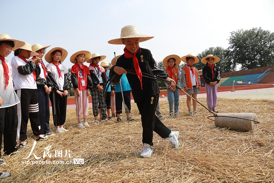 2022年6月21日，山东省高密市经济开发区小学的小学生在利用石磙碾场。