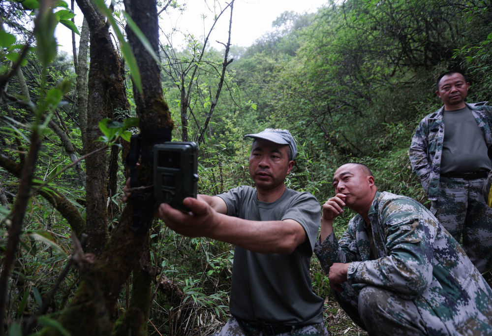 大熊貓國家公園彭州管護總站的巡護員宋自強（左）、劉志波（中）和周傳軍在對紅外相機進行檢查維護（6月5日攝）。新華社記者 江宏景 攝