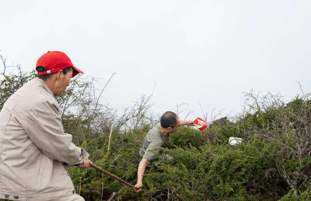 在巡山途中發現徒步愛好者留下的生活垃圾，宋自強（右）在隊友的幫助下撿垃圾（6月5日攝）。新華社記者 江宏景 攝