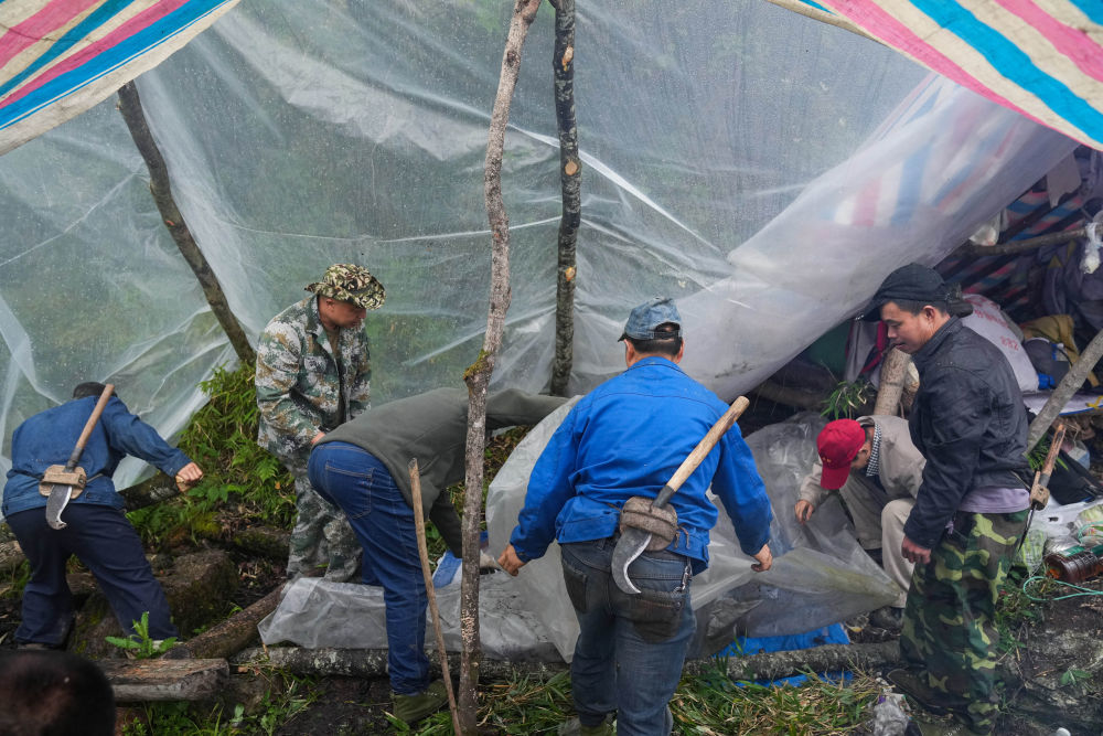 大熊貓國家公園彭州管護總站的巡護員在雨中搭建宿營地（6月3日攝）。新華社記者 江宏景 攝