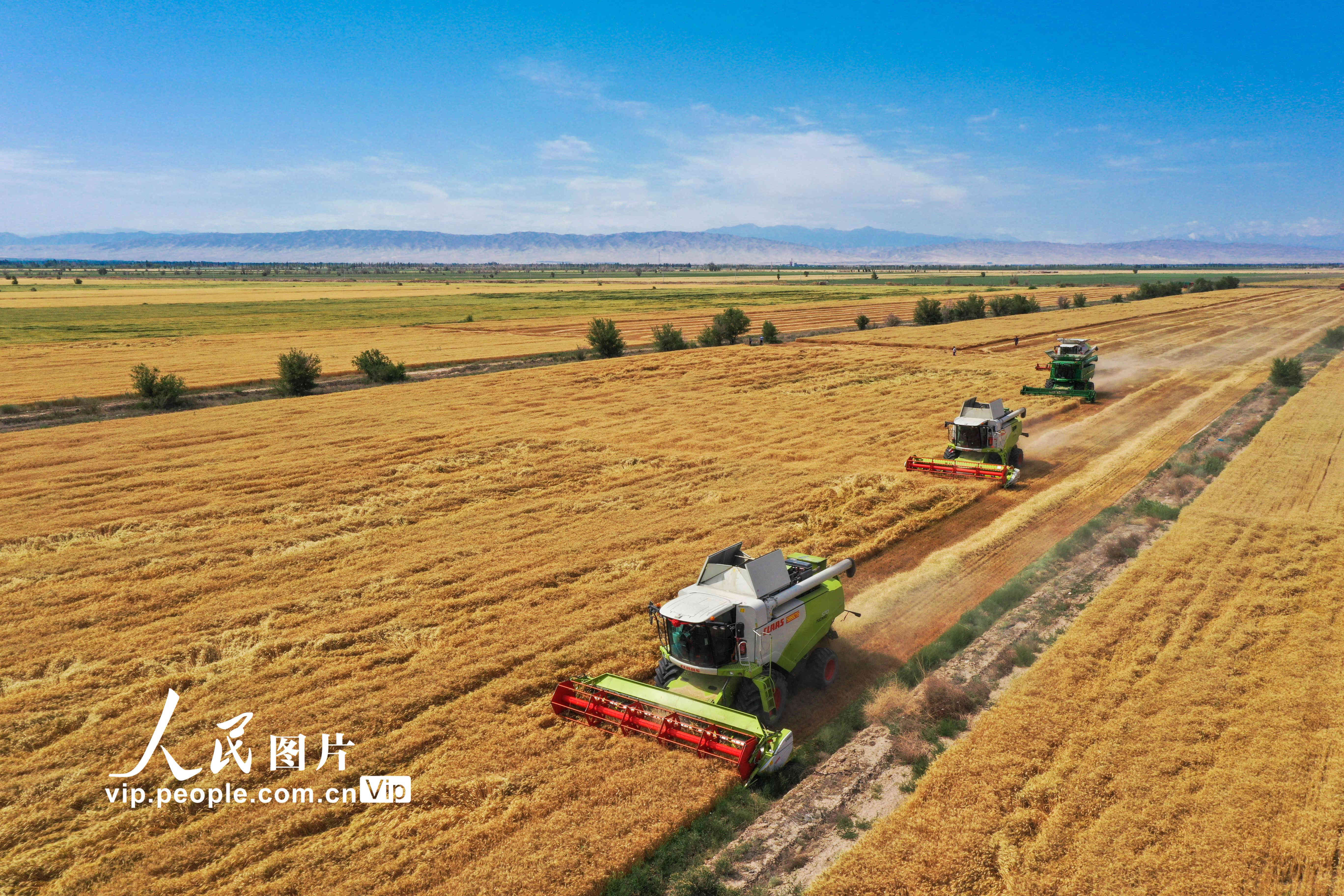 2022年6月27日，昌吉回族自治州呼图壁县二十里店镇小土古里村，联合收割机在收割小麦。