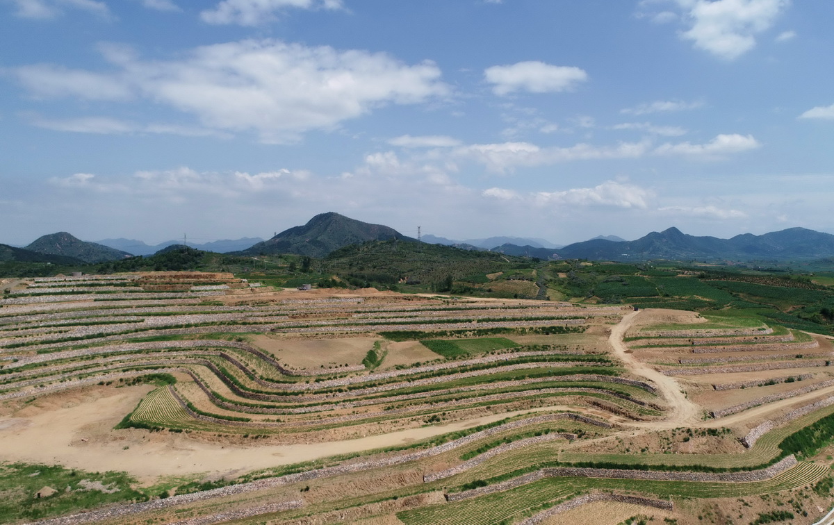 这是河北省卢龙县双望镇刘各庄村土地整治项目区景色（6月28日摄，无人机照片）。