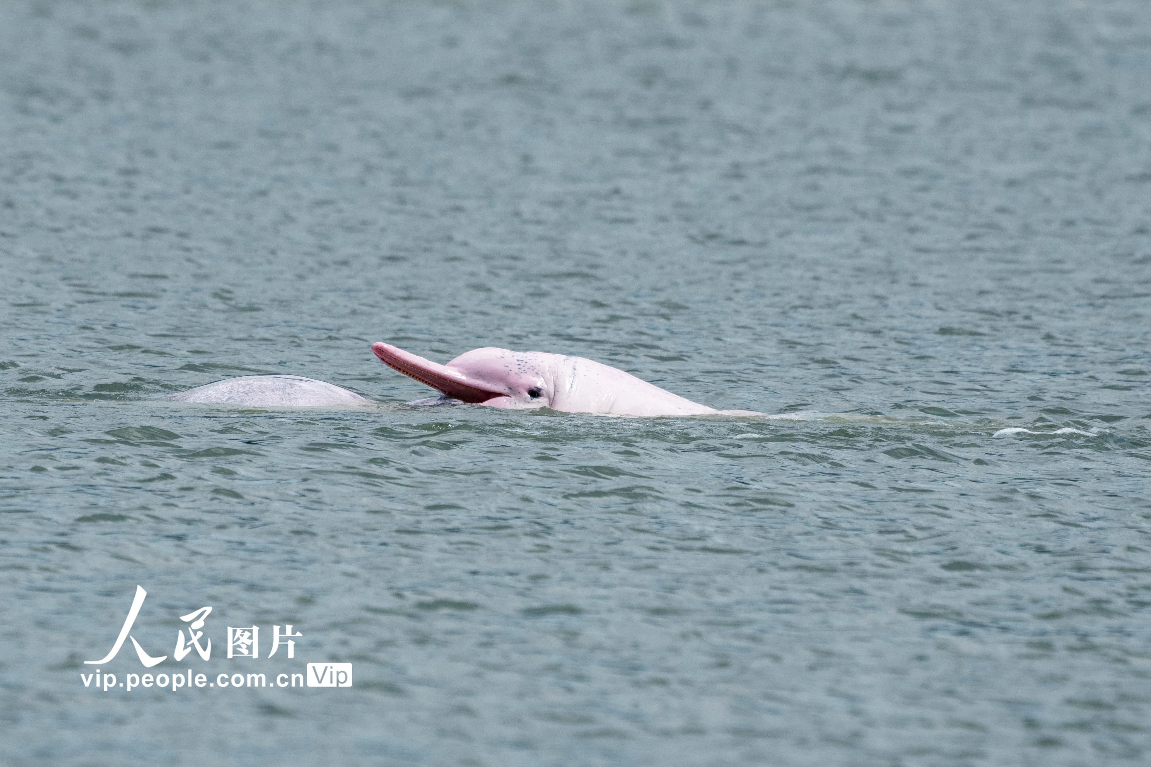 福建霞浦：中華白海豚現身海邊【4】
