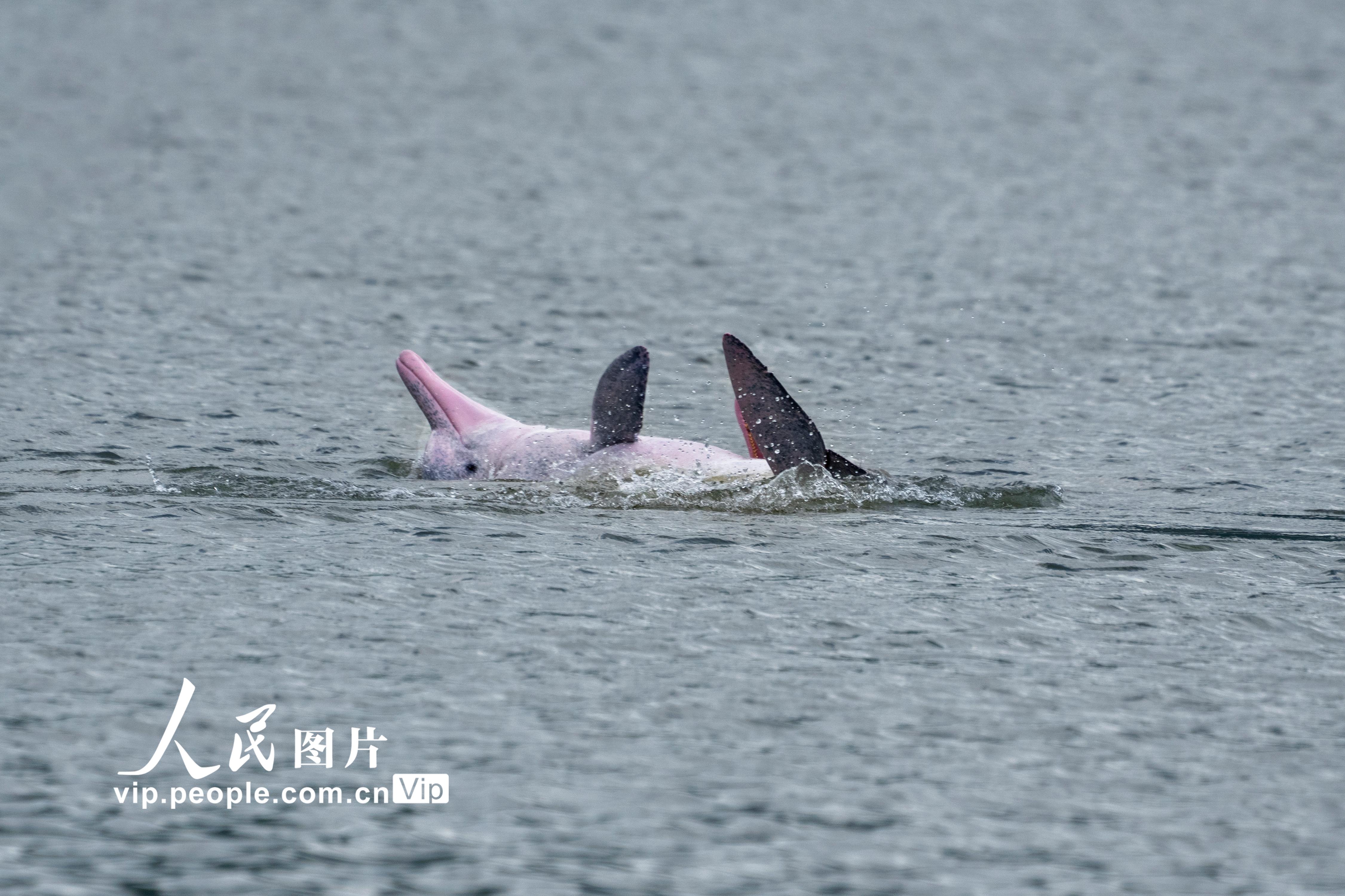 福建霞浦：中華白海豚現身海邊【3】