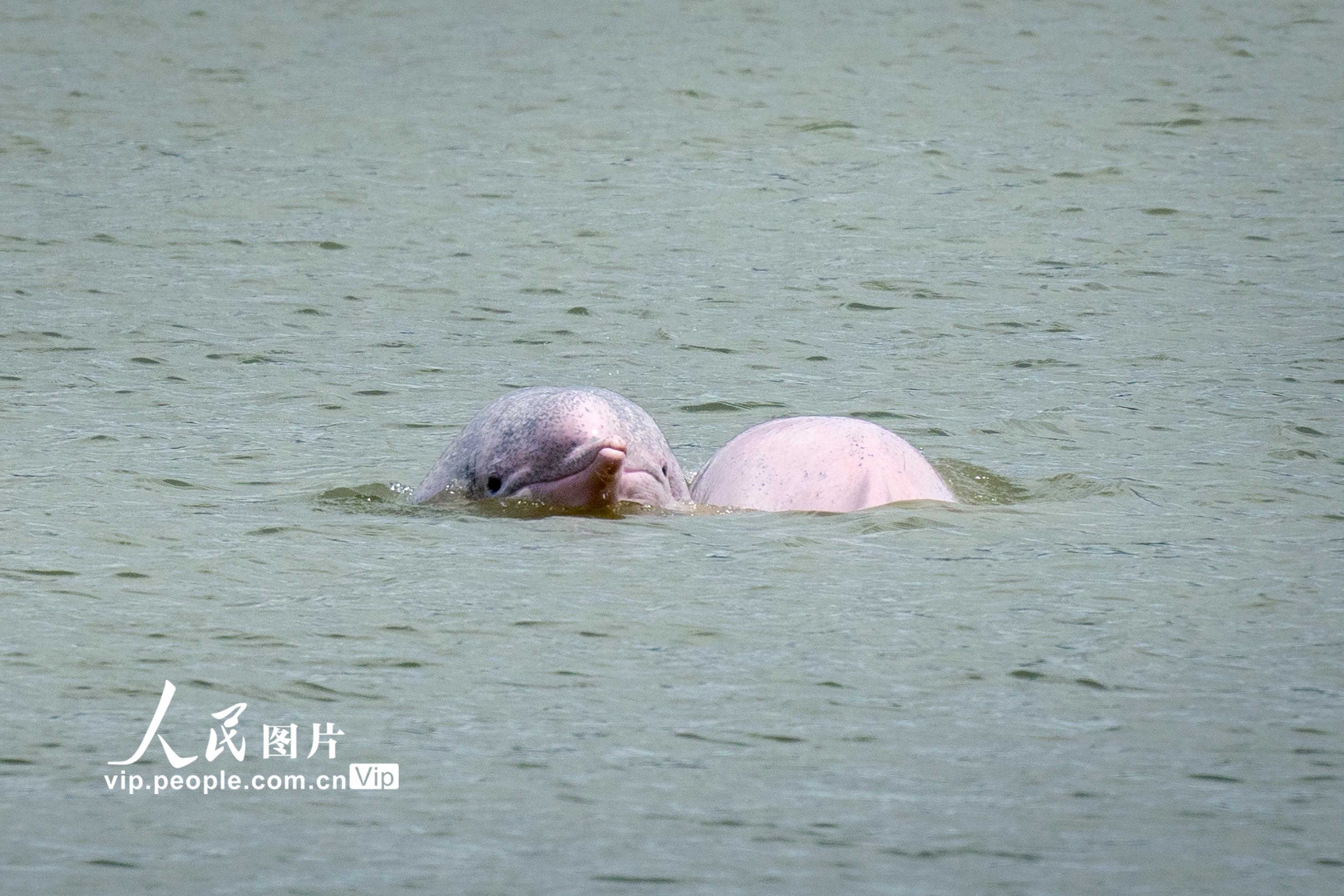 福建霞浦：中華白海豚現身海邊【2】