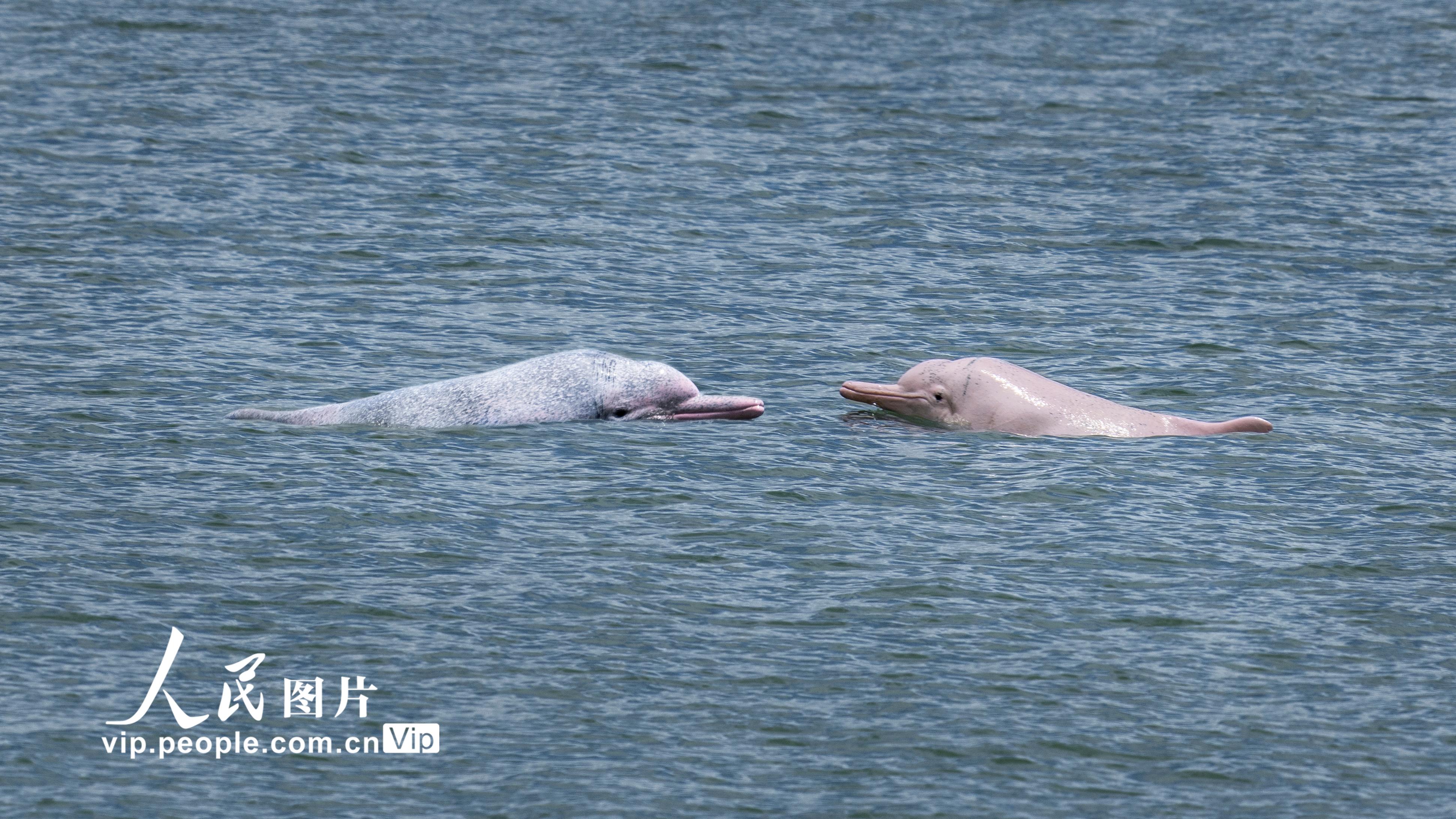 福建霞浦：中華白海豚現身海邊