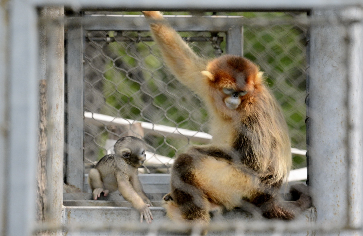 北京動物園的川金絲猴寶寶和媽媽玩耍（7月2日攝）。