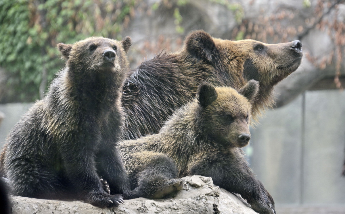 北京動物園的棕熊媽媽和兩隻熊寶寶（7月2日攝）。