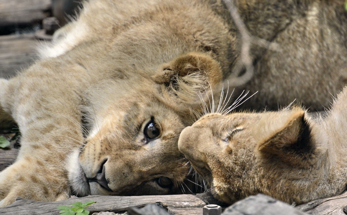 北京動物園的兩隻獅子寶寶在乘涼休息（7月2日攝）。
