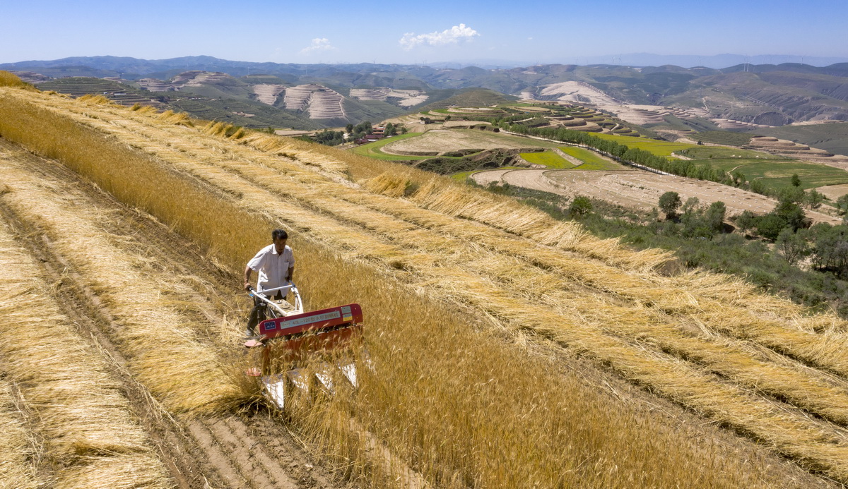7月3日，宁夏固原市原州区炭山乡炭山村村民操作小型割晒机收割冬小麦（无人机照片）。