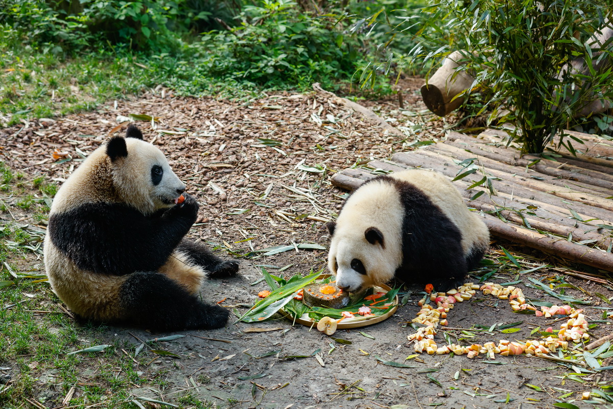7月4日，在成都大熊貓繁育研究基地幼年大熊貓別墅，大熊貓“和花”（右）與“和葉”在享用特制的生日蛋糕及蘋果。新華社記者 沈伯韓 攝