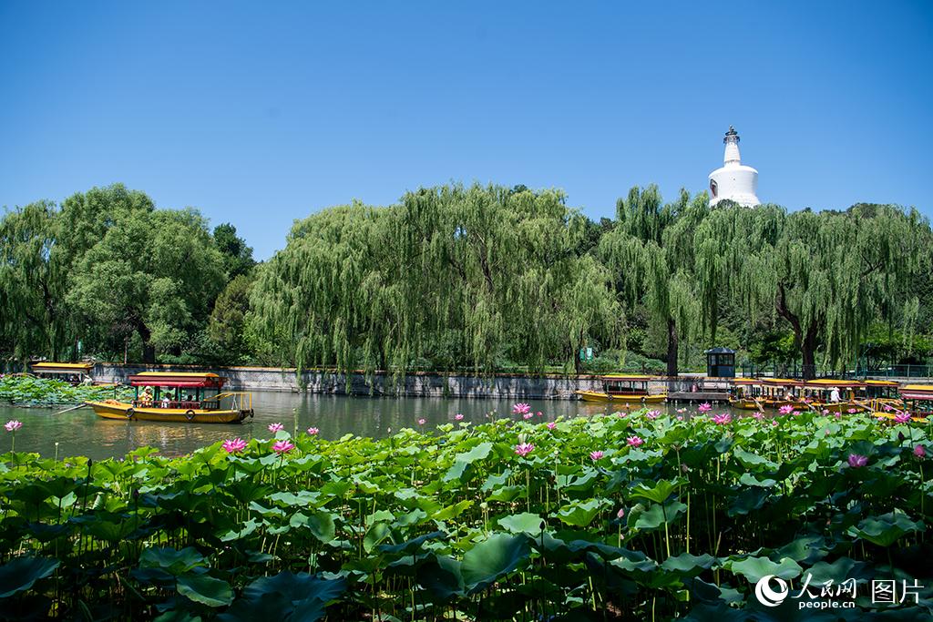 7月7日，北京北海公园，荷花随风摇曳，与白塔相映成趣。人民网记者 翁奇羽摄