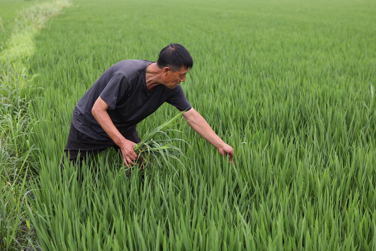 7月6日，于会怀在水稻田里除草。
