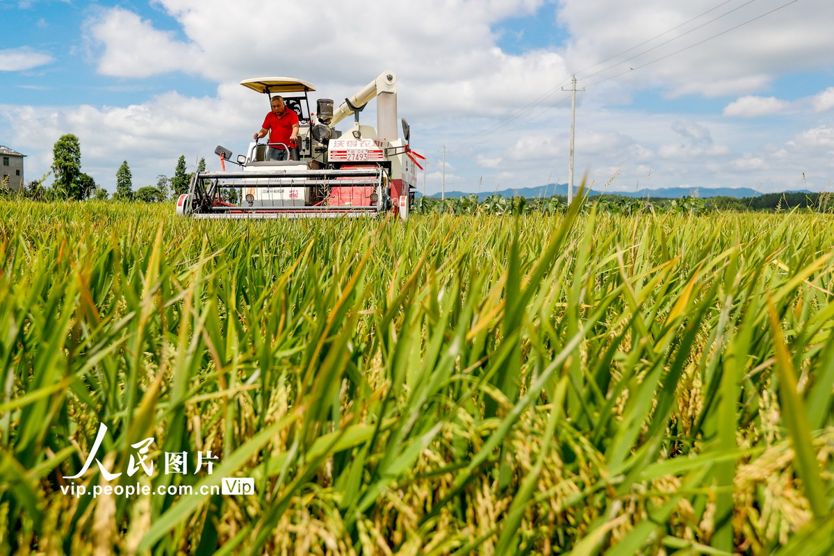 2022年7月8日，在江西省吉安市峽江縣馬埠鎮鄧家村，村民駕駛著農機在收割早稻。