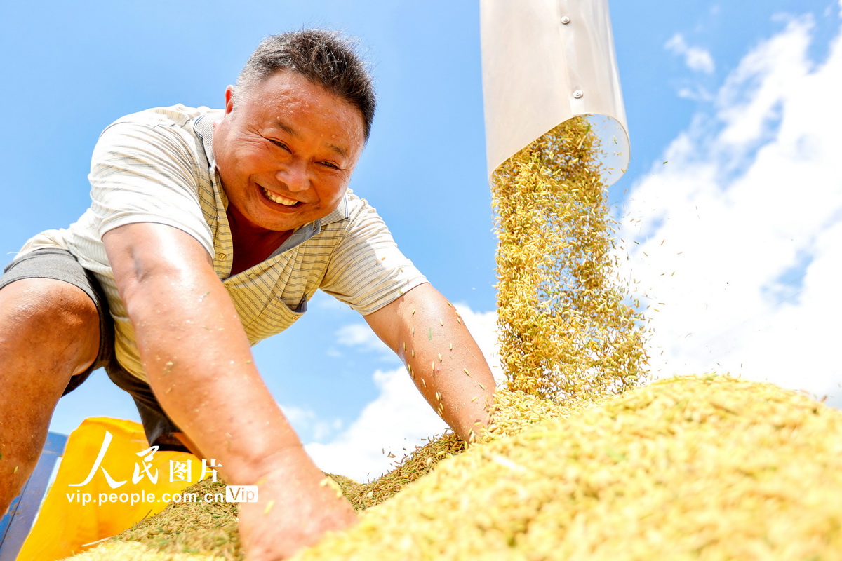2022年7月8日，在江西省吉安市峽江縣馬埠鎮鄧家村，村民在收獲早稻。