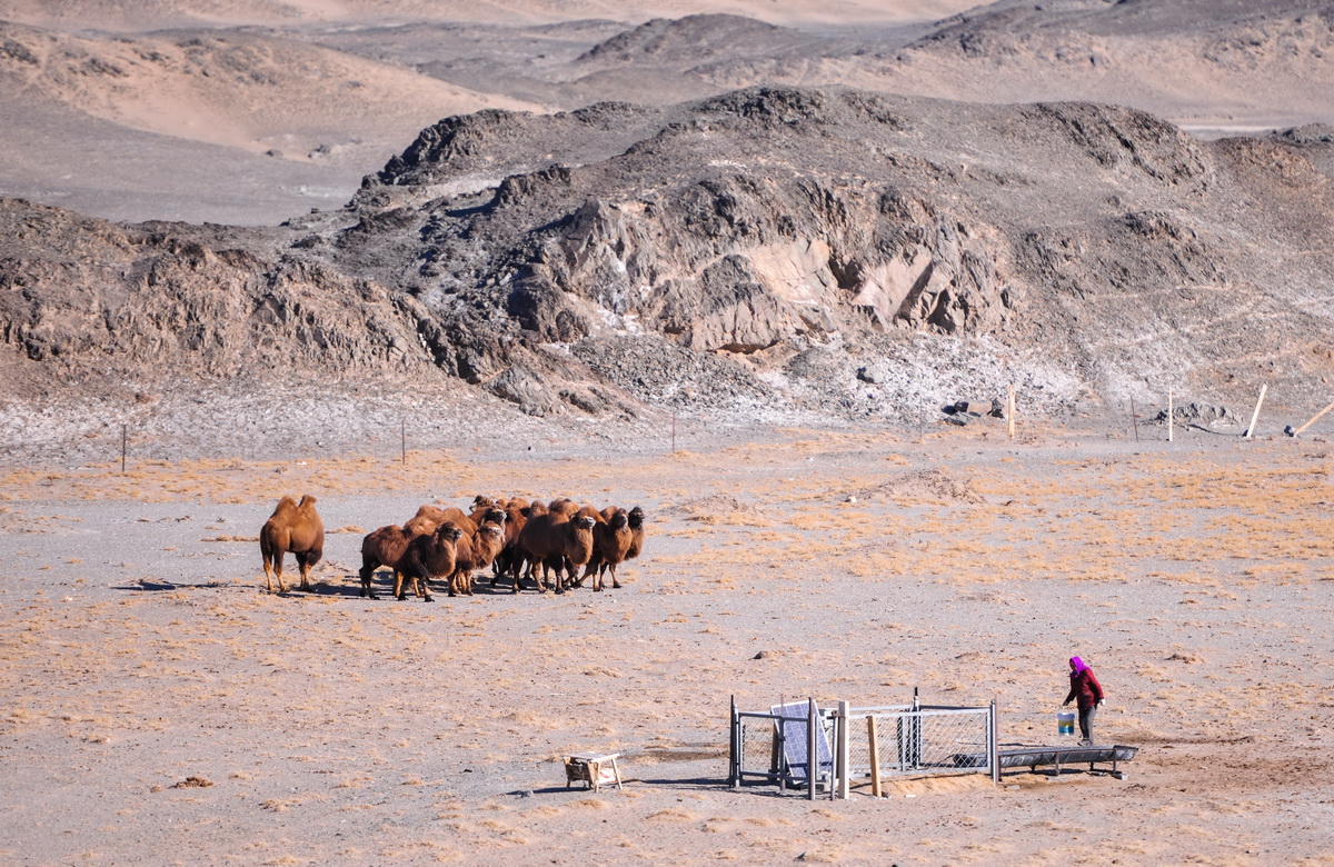 2021年1月8日，尼瑪在照料駱駝。新華社記者 連振 攝