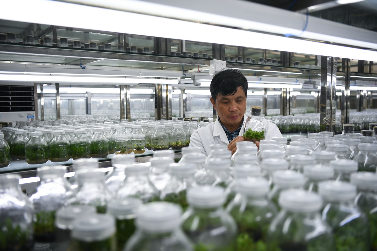 在華南國家植物園，工作人員在組織培養室查看植物試管苗（7月4日攝）。