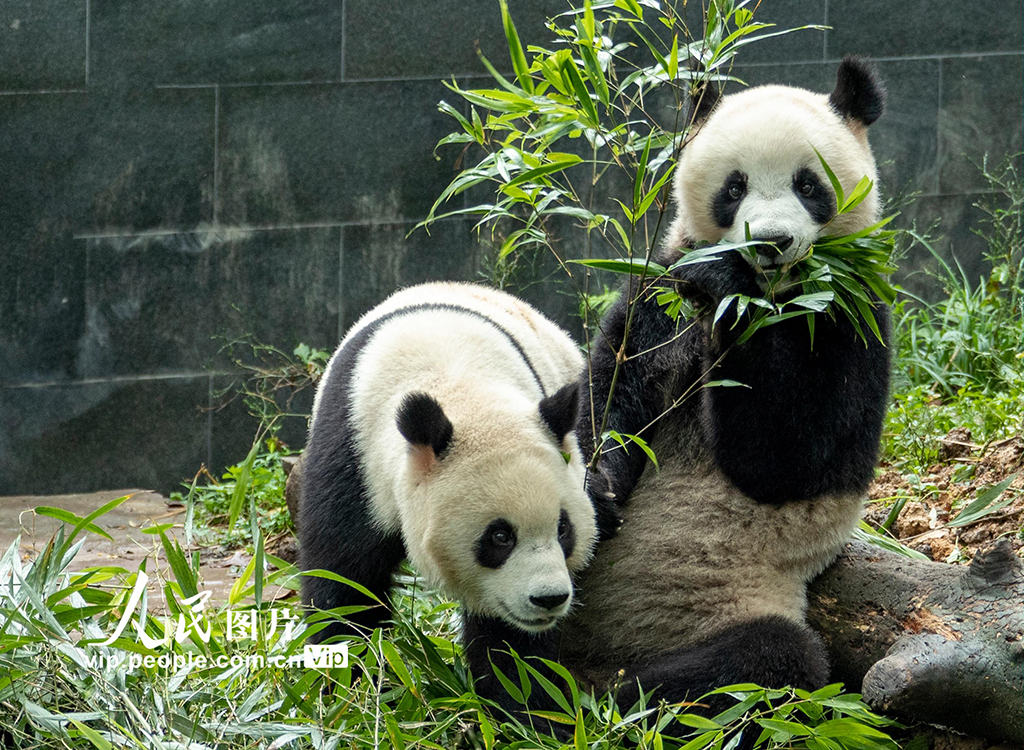 四川雅安：大熊猫雅雅安安的幸福生活