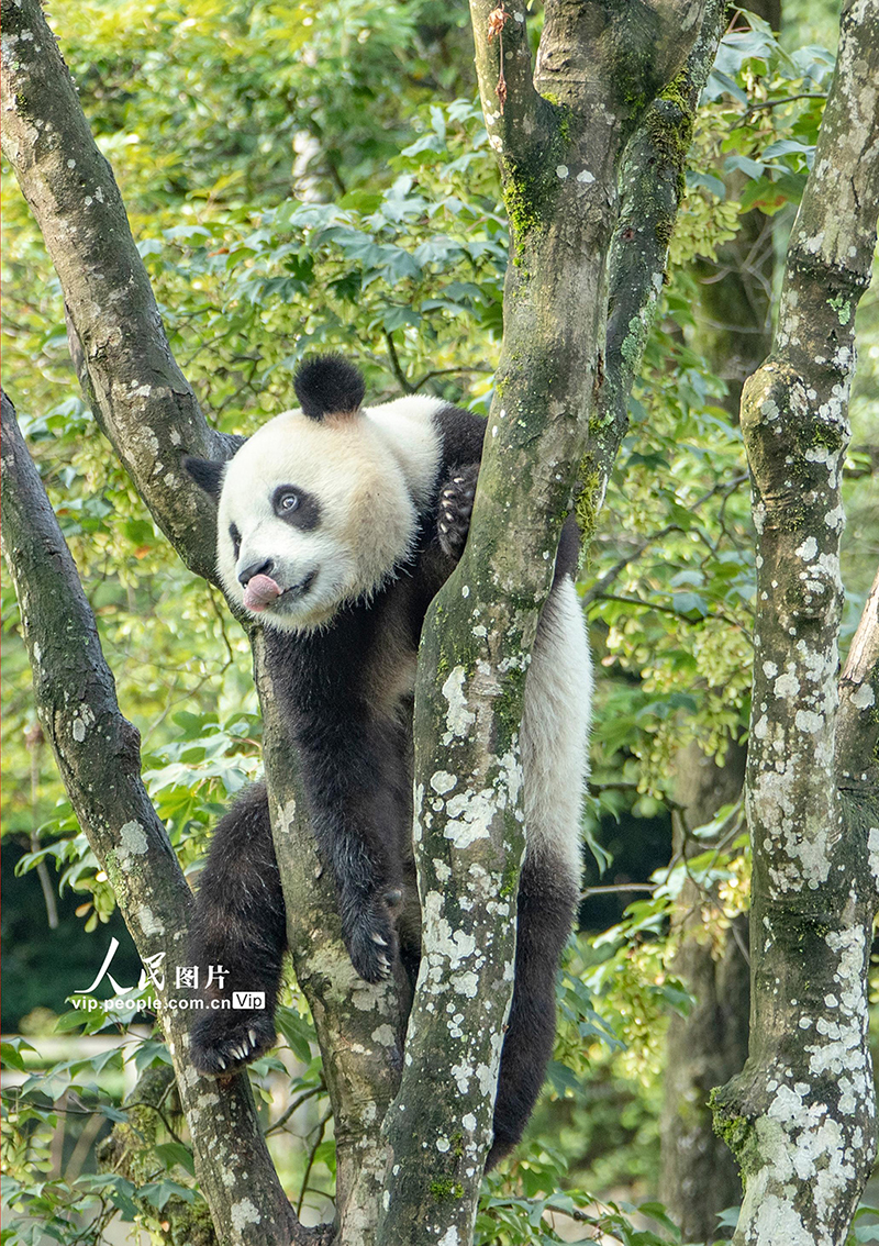 四川雅安：大熊猫雅雅安安的幸福生活【7】