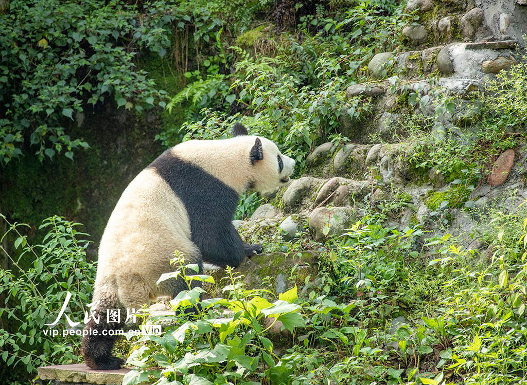 四川雅安：大熊猫雅雅安安的幸福生活【3】