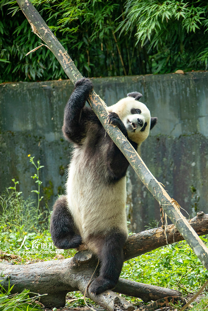 四川雅安：大熊猫雅雅安安的幸福生活【8】