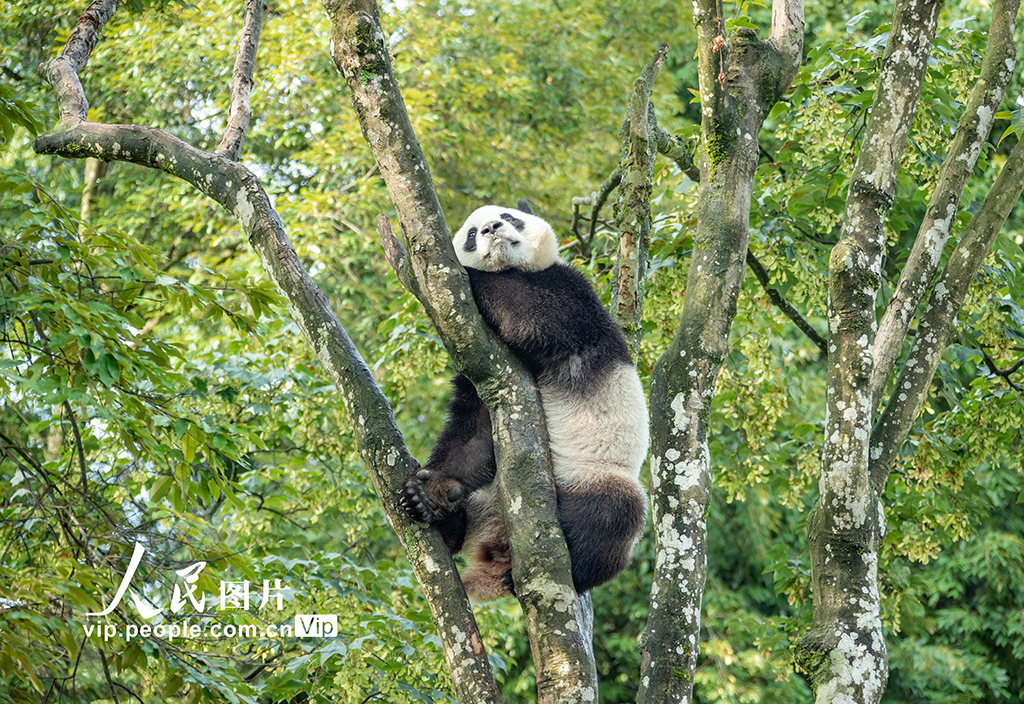 四川雅安：大熊猫雅雅安安的幸福生活【2】