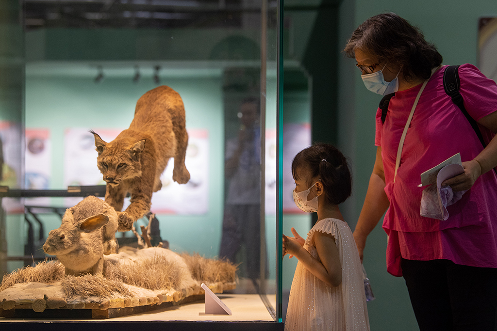 7月15日，在北京自然博物馆，一位家长正带着孩子参观动物标本。人民网记者 翁奇羽摄