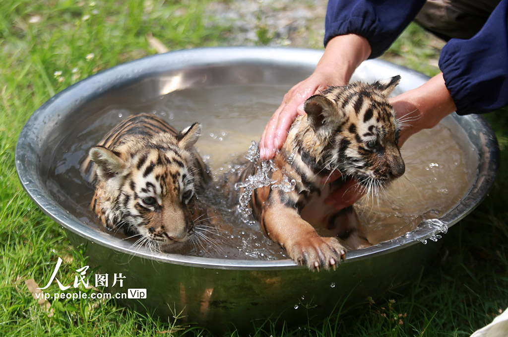 高温来袭 小老虎洗澡消暑【3】