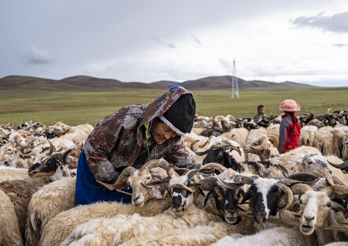 7月12日，在西藏那曲市双湖县多玛乡，牧民准备挤绵羊奶。新华社记者 孙非 摄