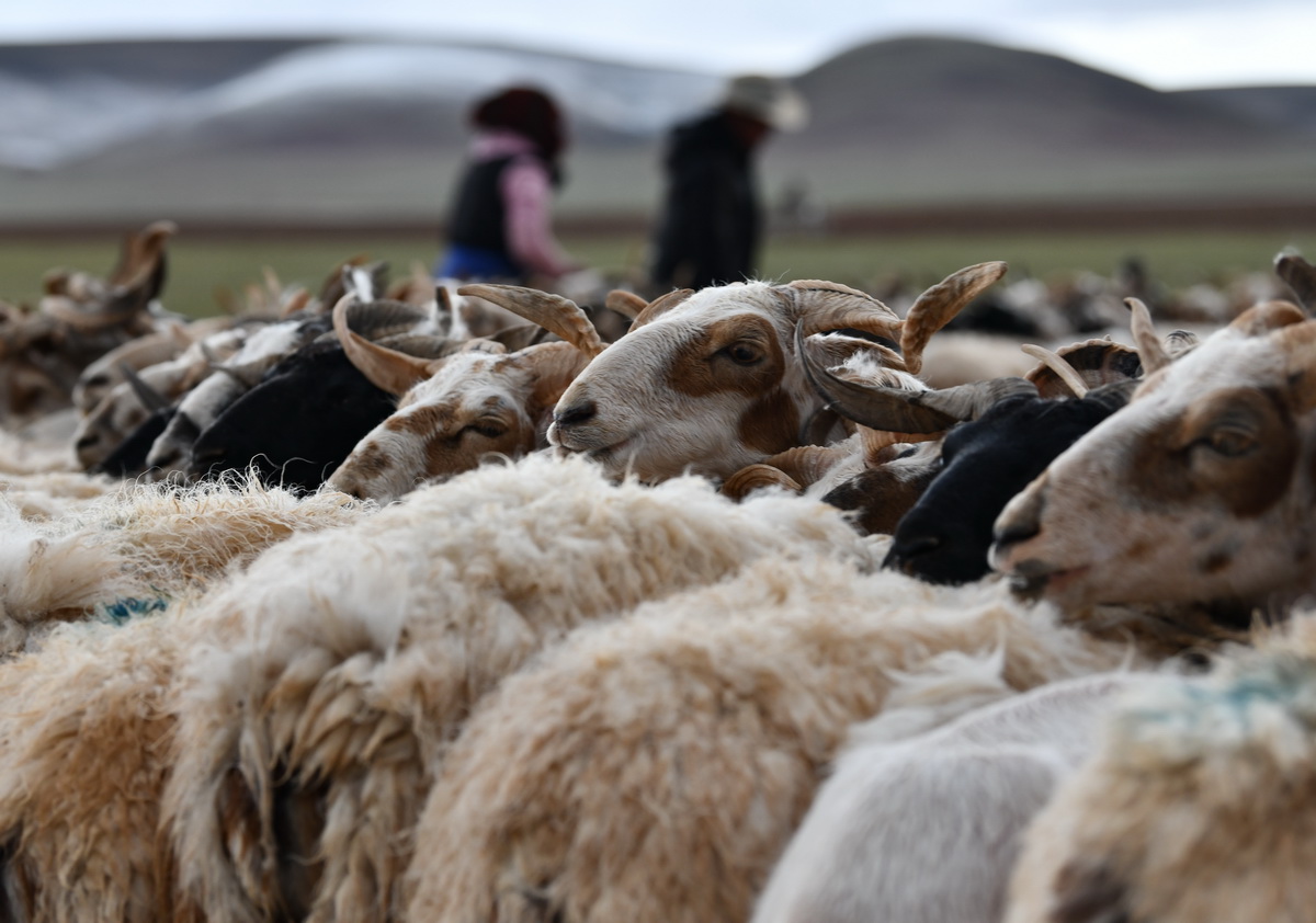 7月12日，在西藏那曲市双湖县多玛乡，牧民家的绵羊在等待挤奶。新华社记者 晋美多吉 摄