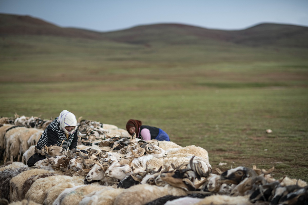 7月12日，在西藏那曲市双湖县多玛乡，牧民在挤绵羊奶。新华社记者 周荻潇 摄