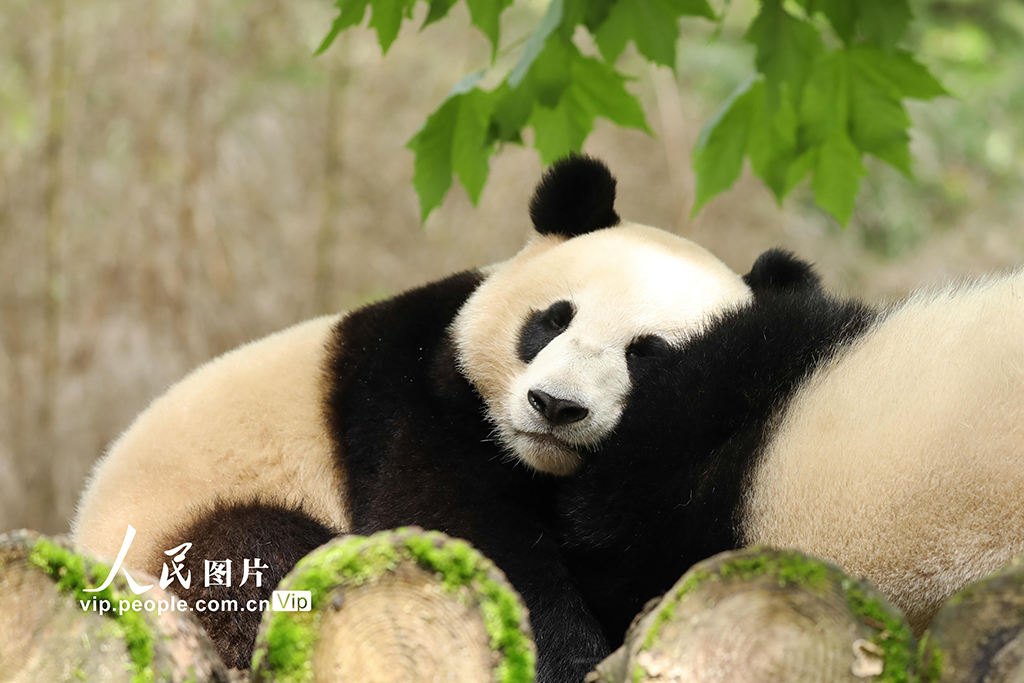 四川臥龍：大熊貓的歡樂暑期【4】